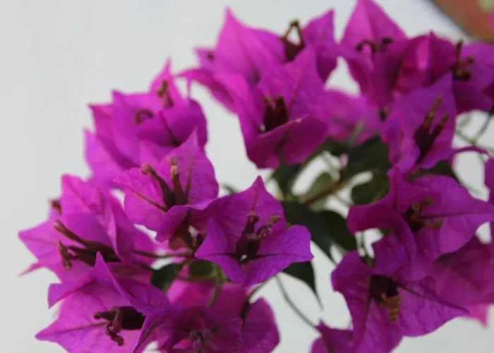 Landhaus Hacienda Majadales Conil De La Frontera