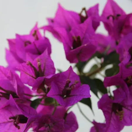 Casa rural Hacienda Majadales Conil De La Frontera